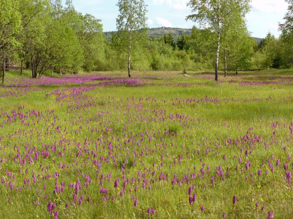 Ferienwohnung Petzold Altenberg Екстер'єр фото